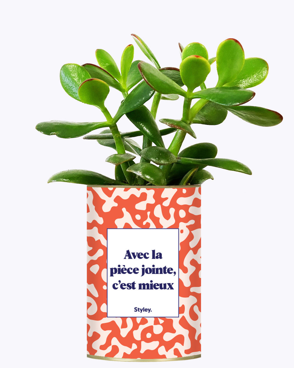 Avec la pièce jointe  - Cactus