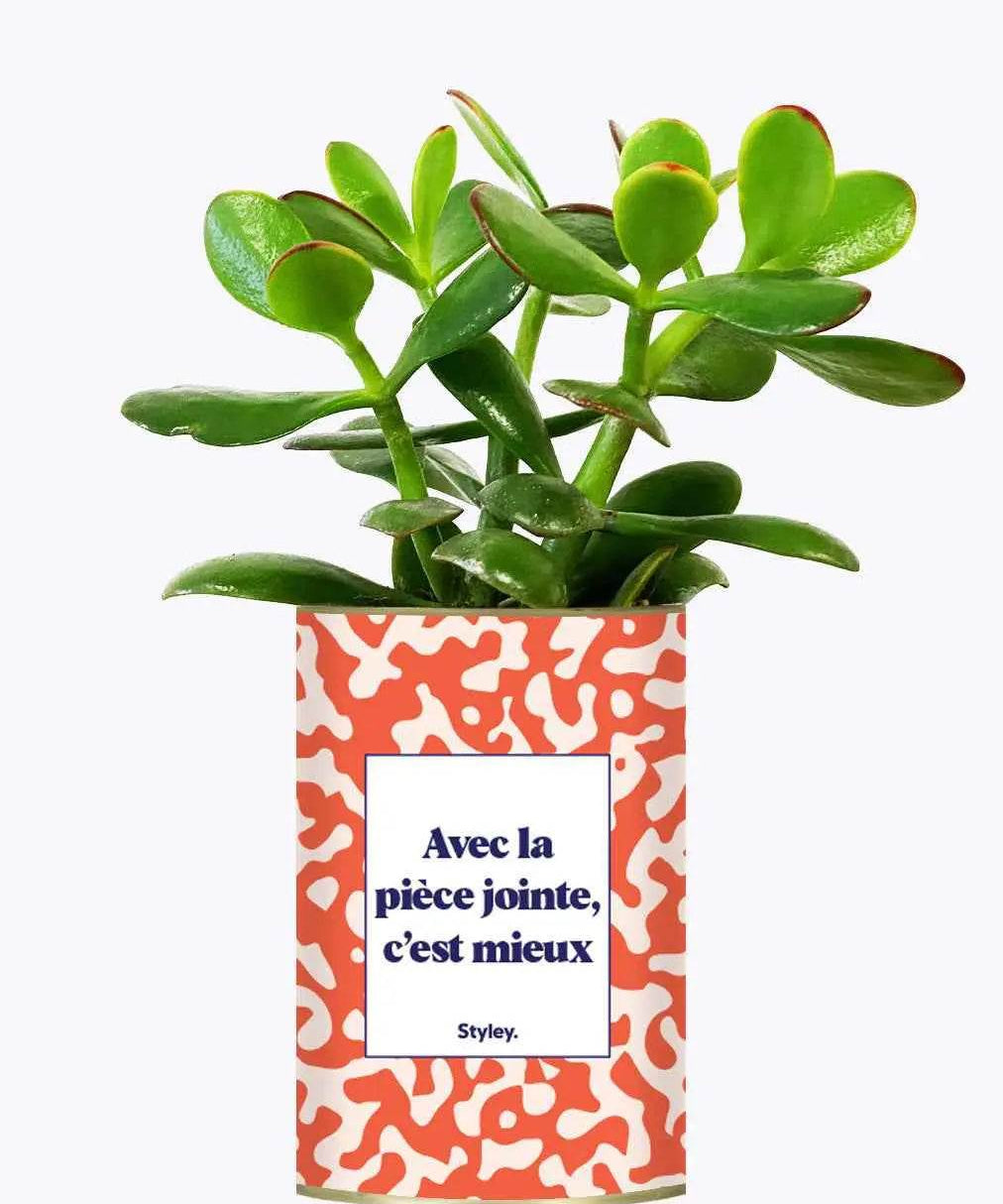 Avec la pièce jointe - Plante Crassula varié