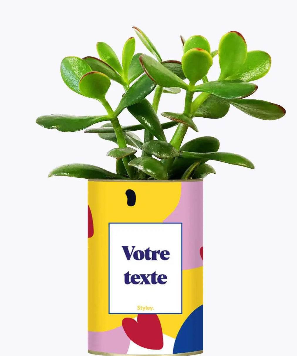 Cactus je t'aime - Plante Personnalisable Crassula varié