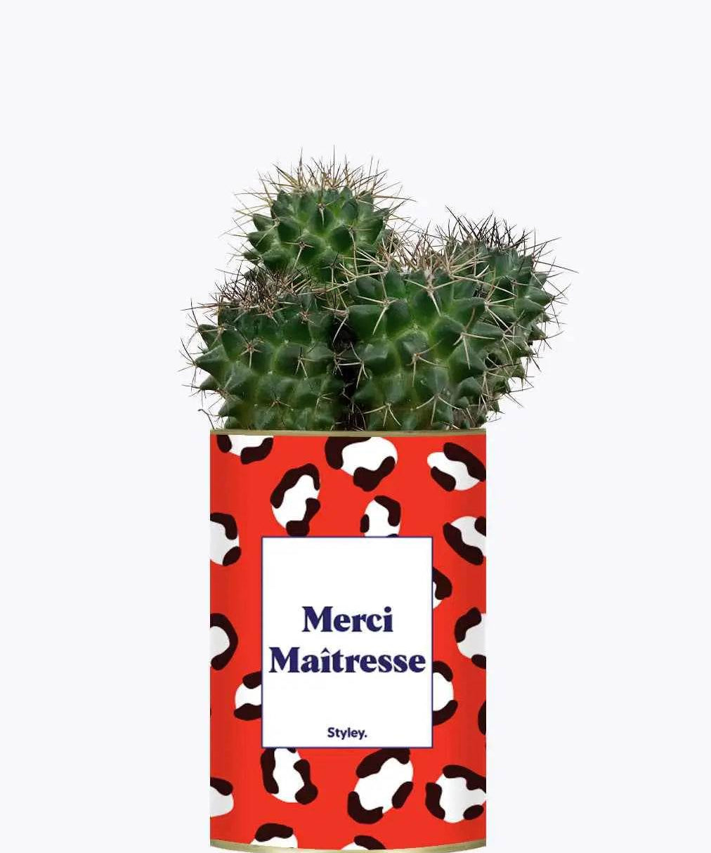 Merci Maîtresse - Plante Cactus varié