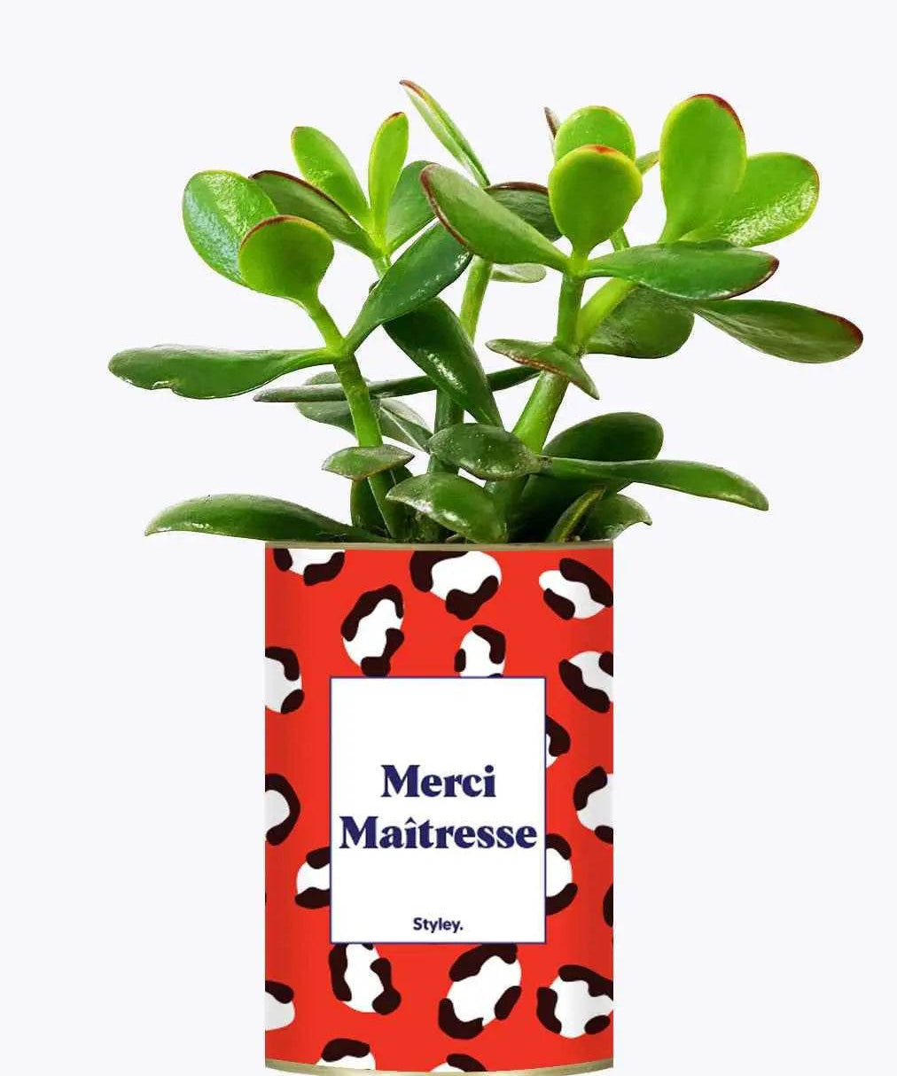 Merci Maîtresse - Plante Crassula varié