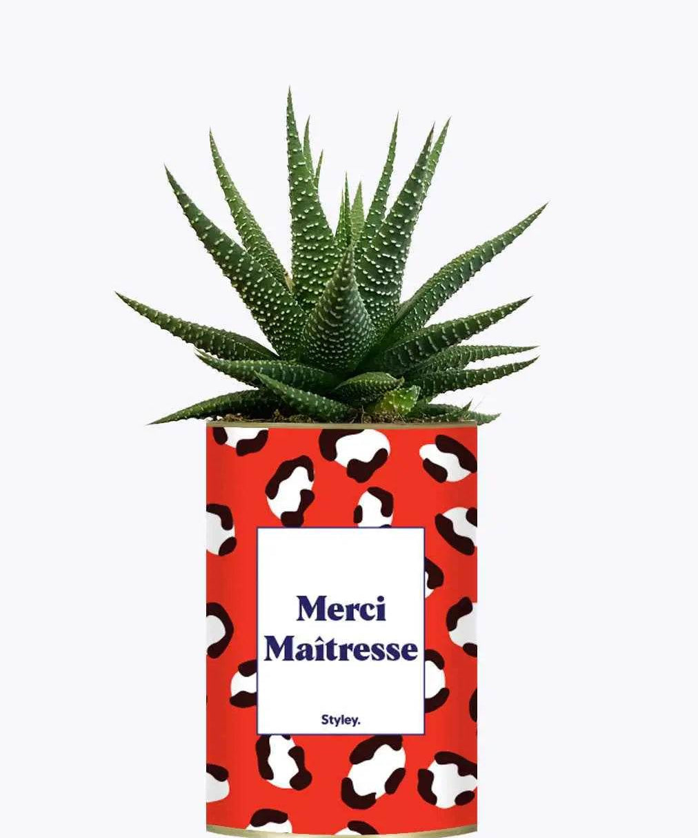 Merci Maîtresse - Plante Haworthia varié