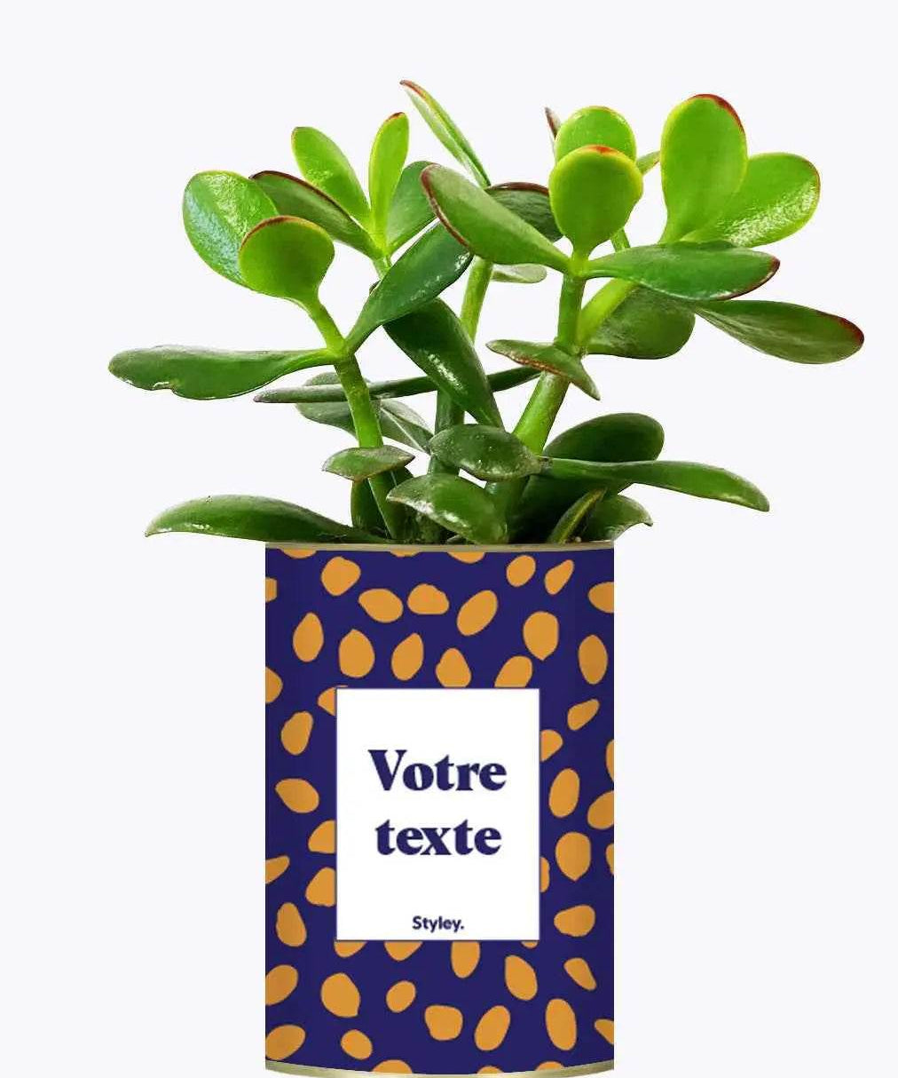 Cactus GANG - Plante Personnalisable Crassula varié