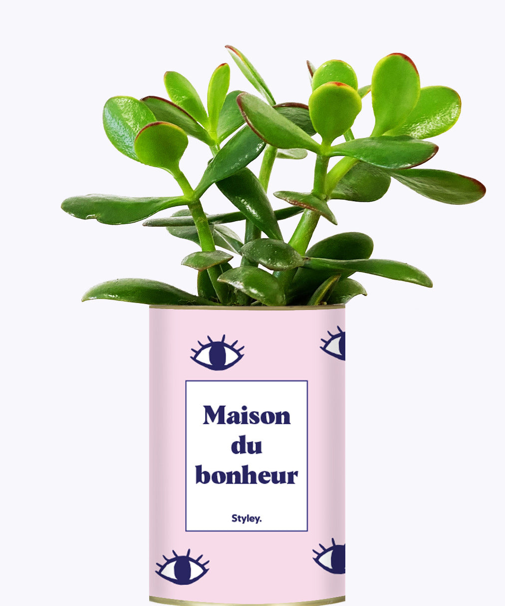 Maison du bonheur - Cactus