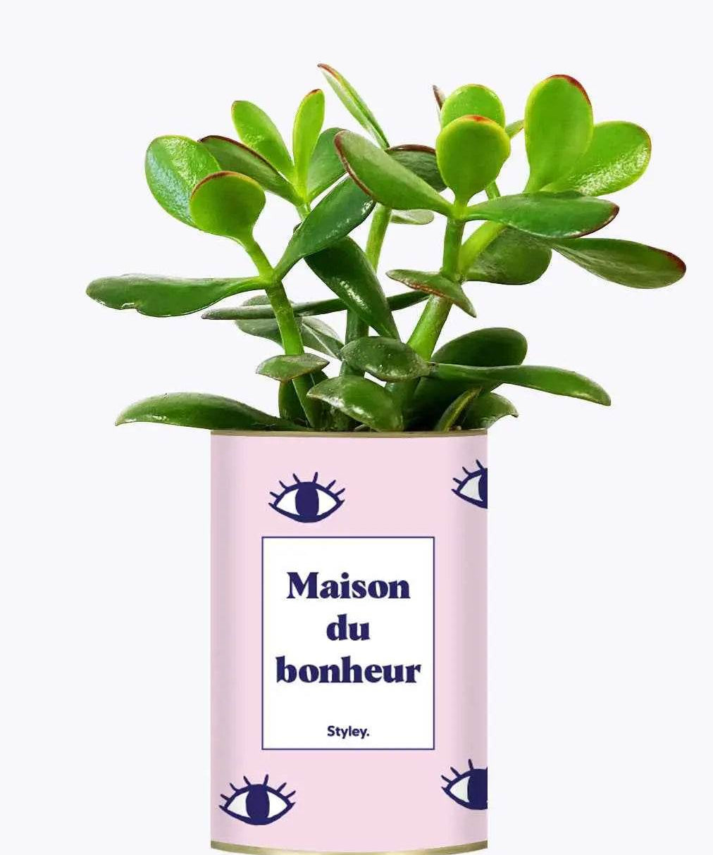 Maison du bonheur - Plante Crassula varié