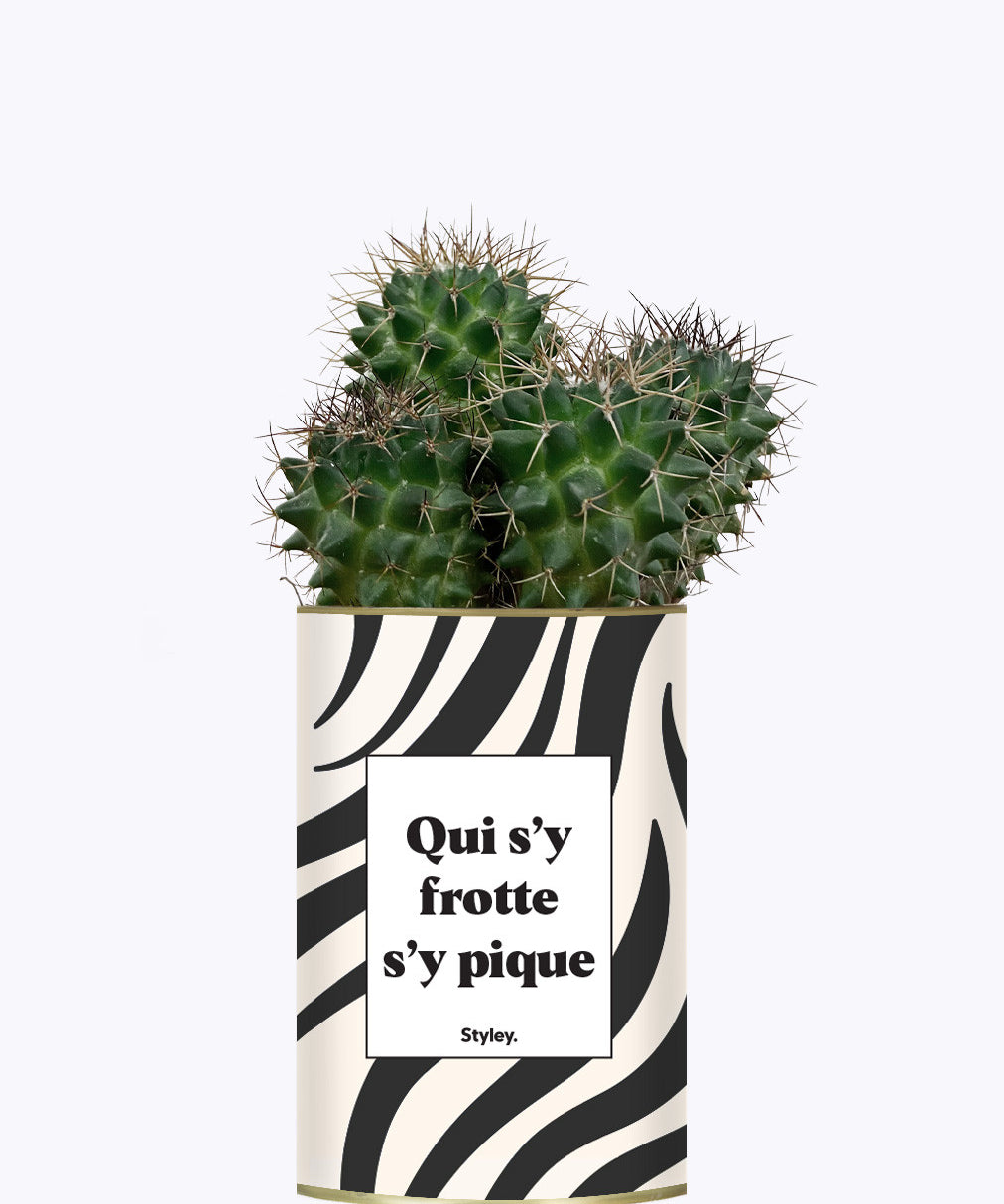 Qui s'y frotte s'y pique - Cactus