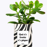 Qui s'y frotte s'y pique - Cactus