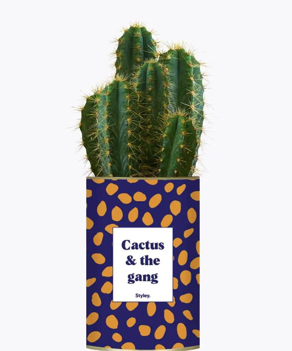 Cactus & the gang - Plante Cactus varié