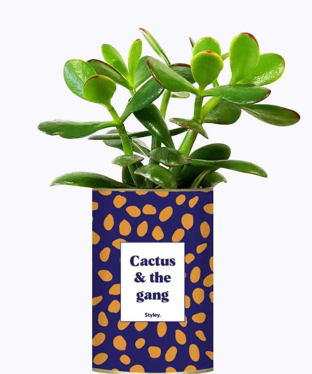 Cactus & the gang - Plante Crassula varié