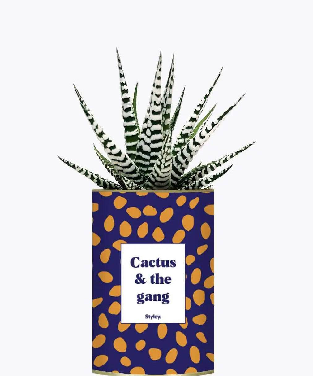 Cactus & the gang - Plante Haworthia varié
