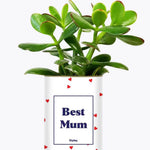 Best Mum - Plante Crassula varié