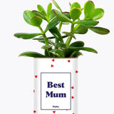 Best Mum - Plante Crassula varié