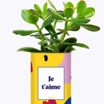 Je t'aime - Cactus
