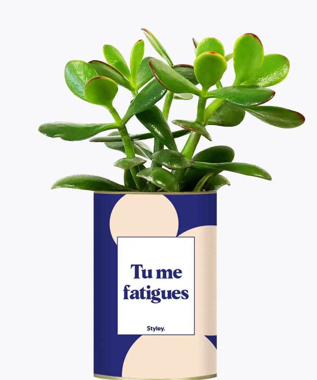 Tu me fatigues - Plante Crassula varié