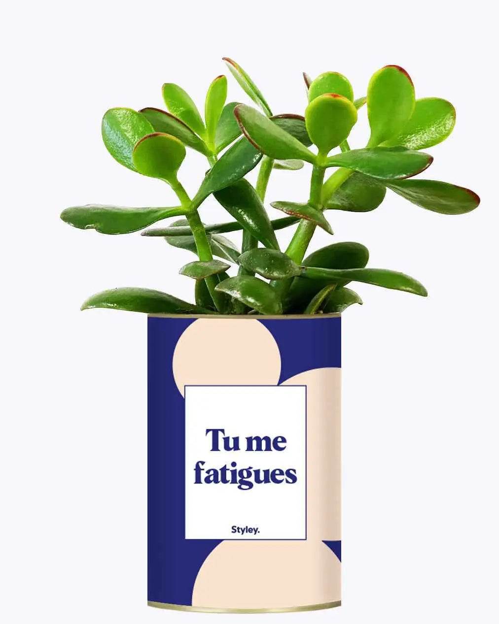 Tu me fatigues - Plante Crassula varié