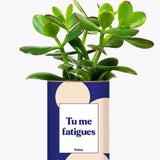 Tu me fatigues - Plante Crassula varié