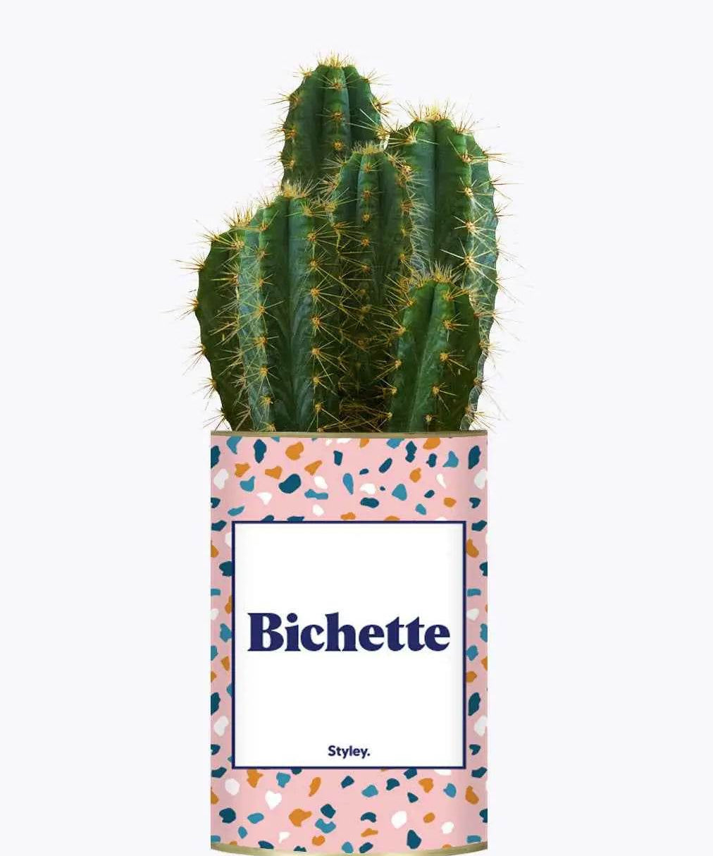 Bichette - Plante Cactus varié
