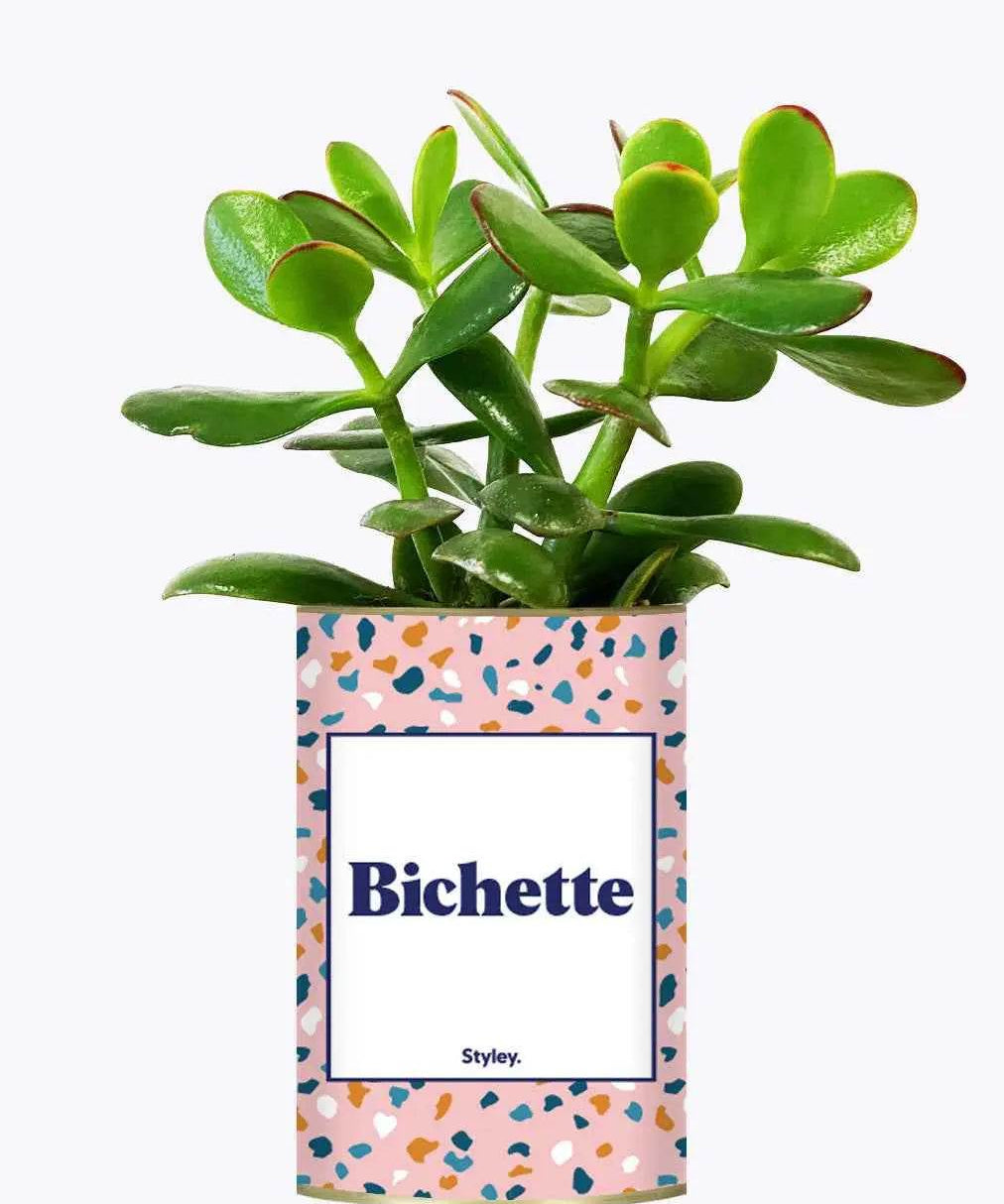 Bichette - Plante Crassula varié