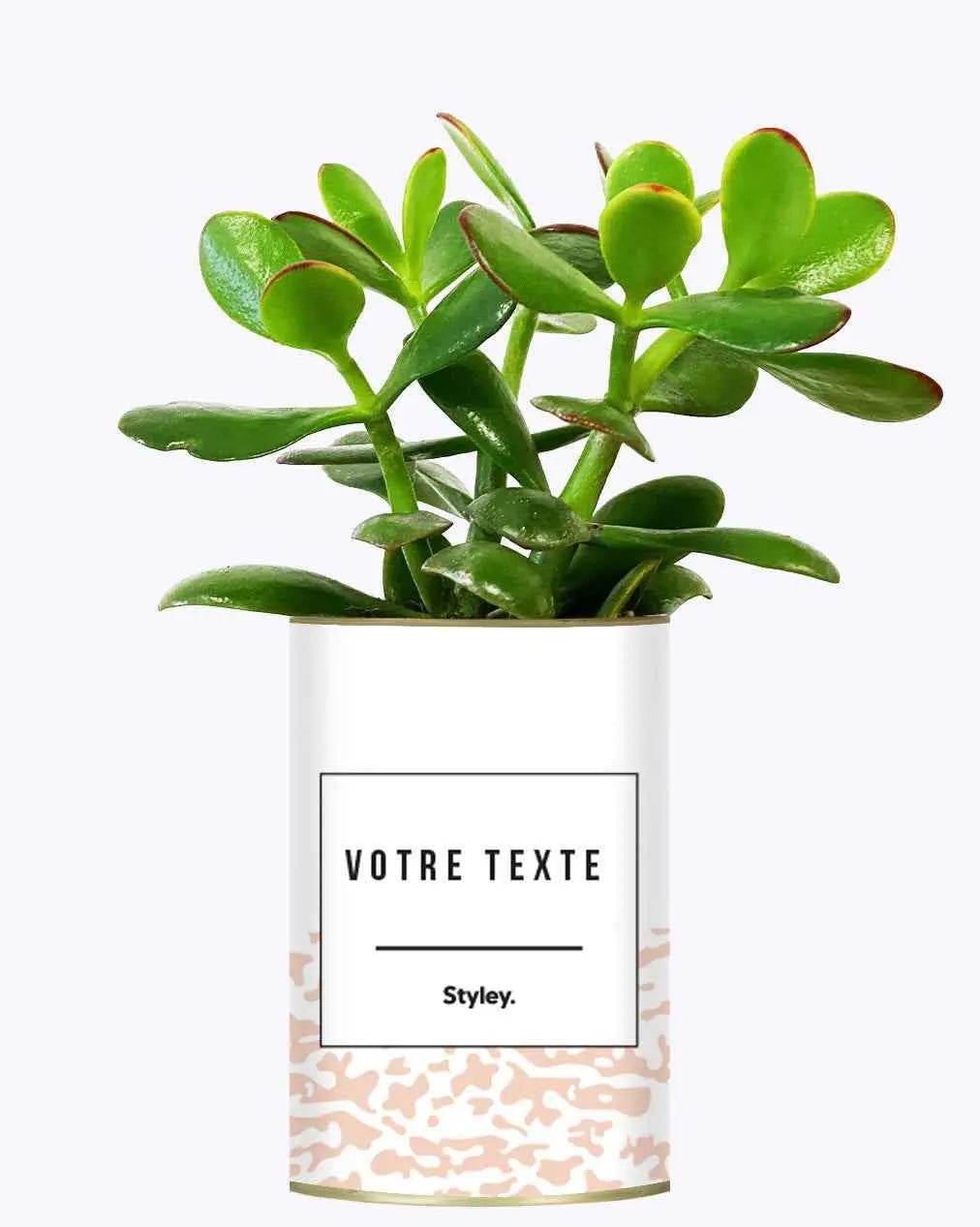 Adjectif personnalisable rose - Plante Crassula varié