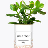 Adjectif personnalisable rose - Plante Crassula varié