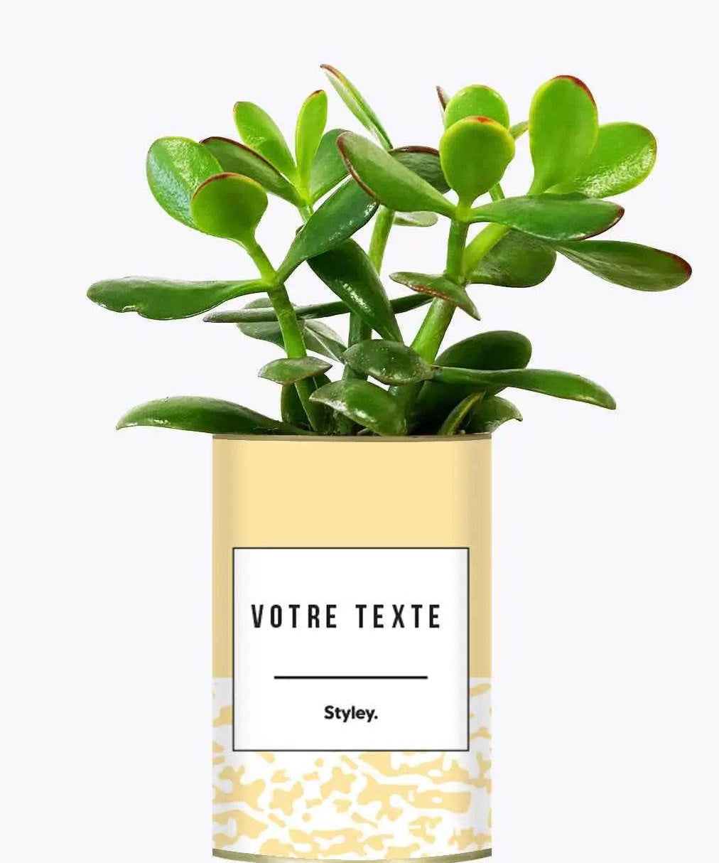 Adjectif personnalisable jaune - Plante Crassula varié