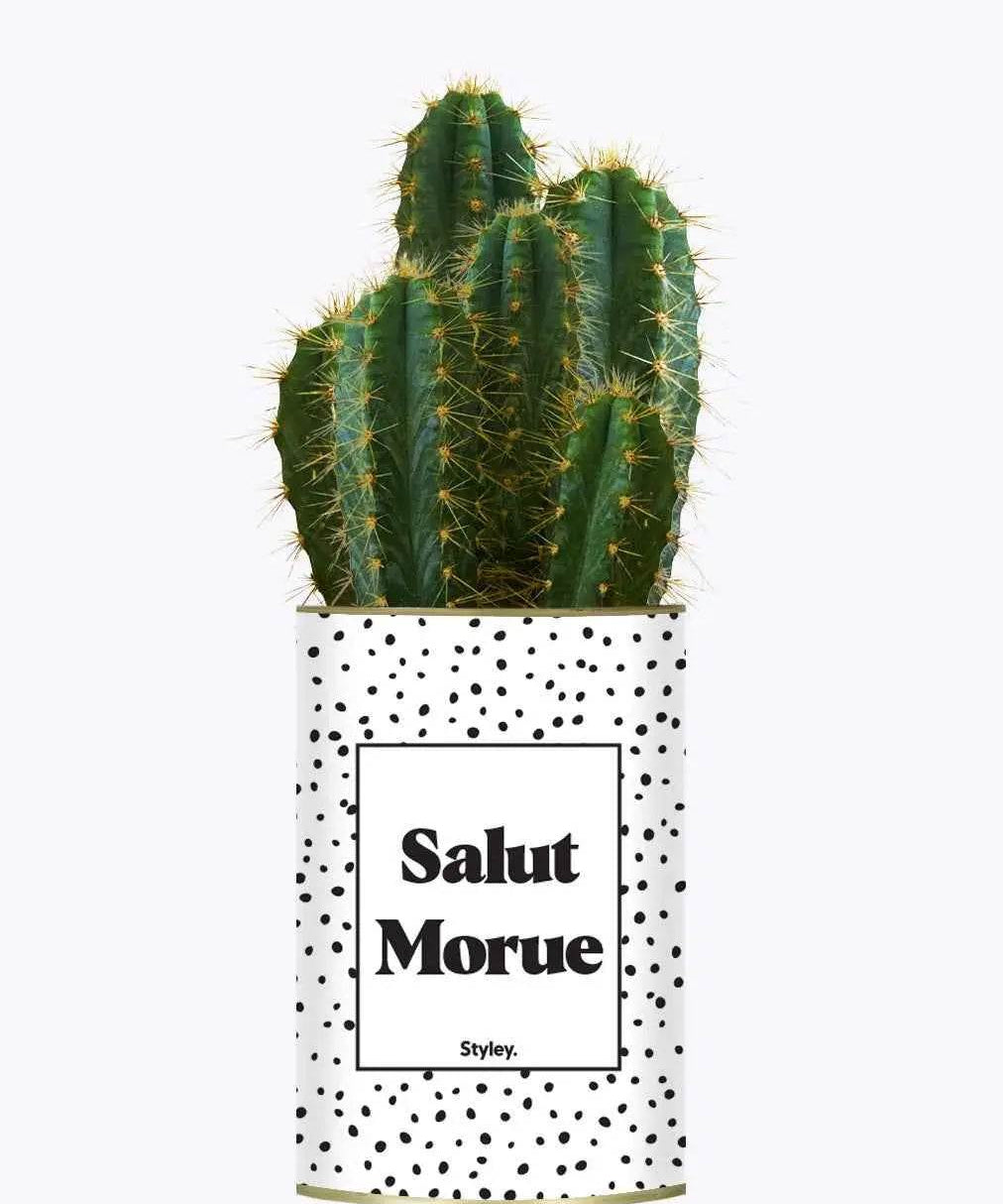 Salut morue - Plante Cactus varié