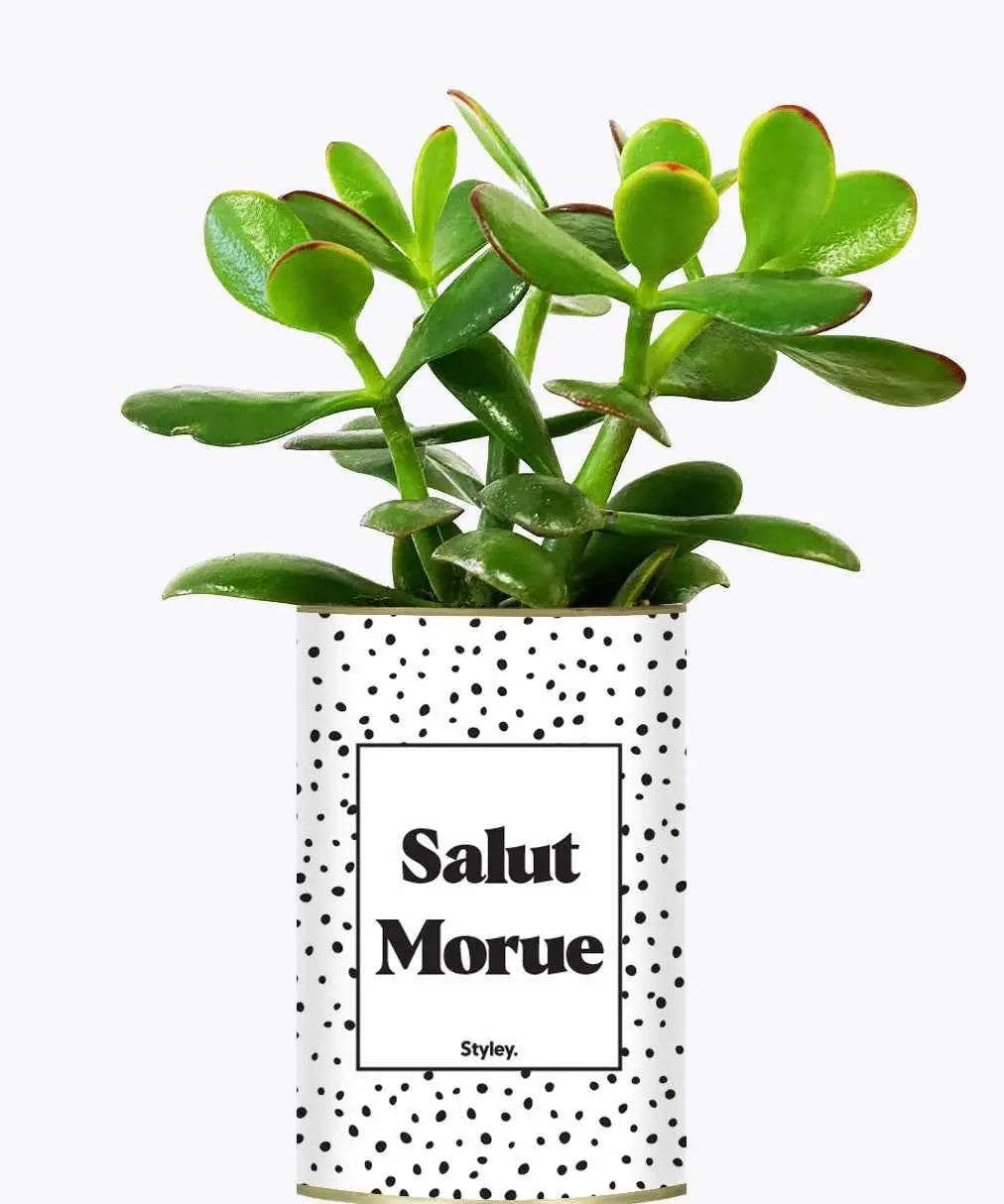 Salut morue - Plante Crassula varié