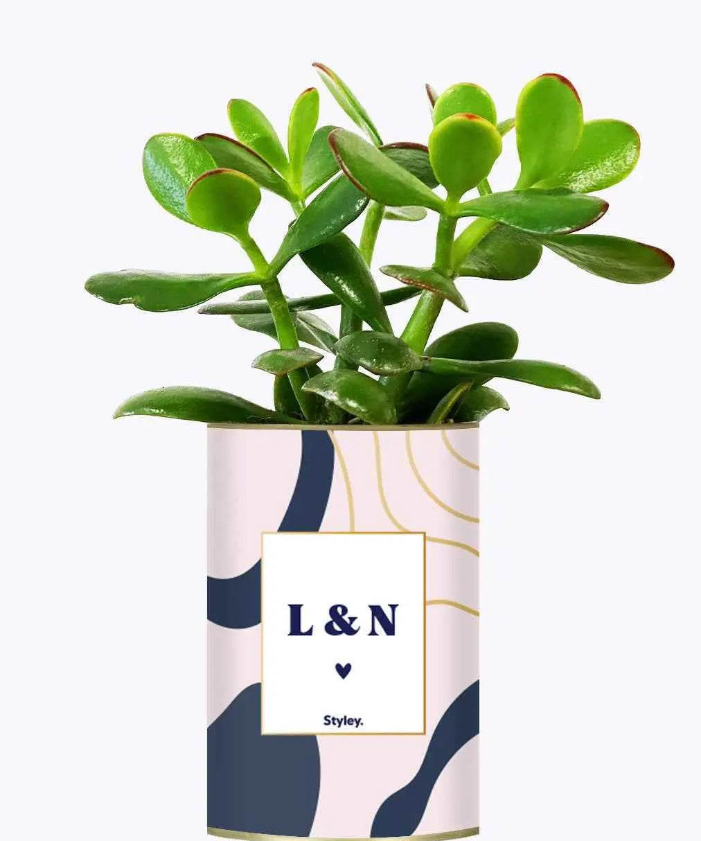 Initiales - Plante Personnalisable Crassula varié