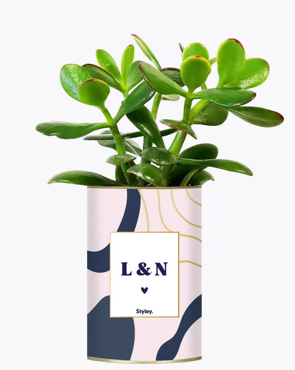 Initiales - Plante Personnalisable Crassula varié