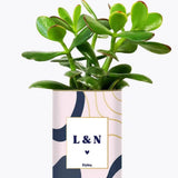 Initiales - Plante Personnalisable Crassula varié