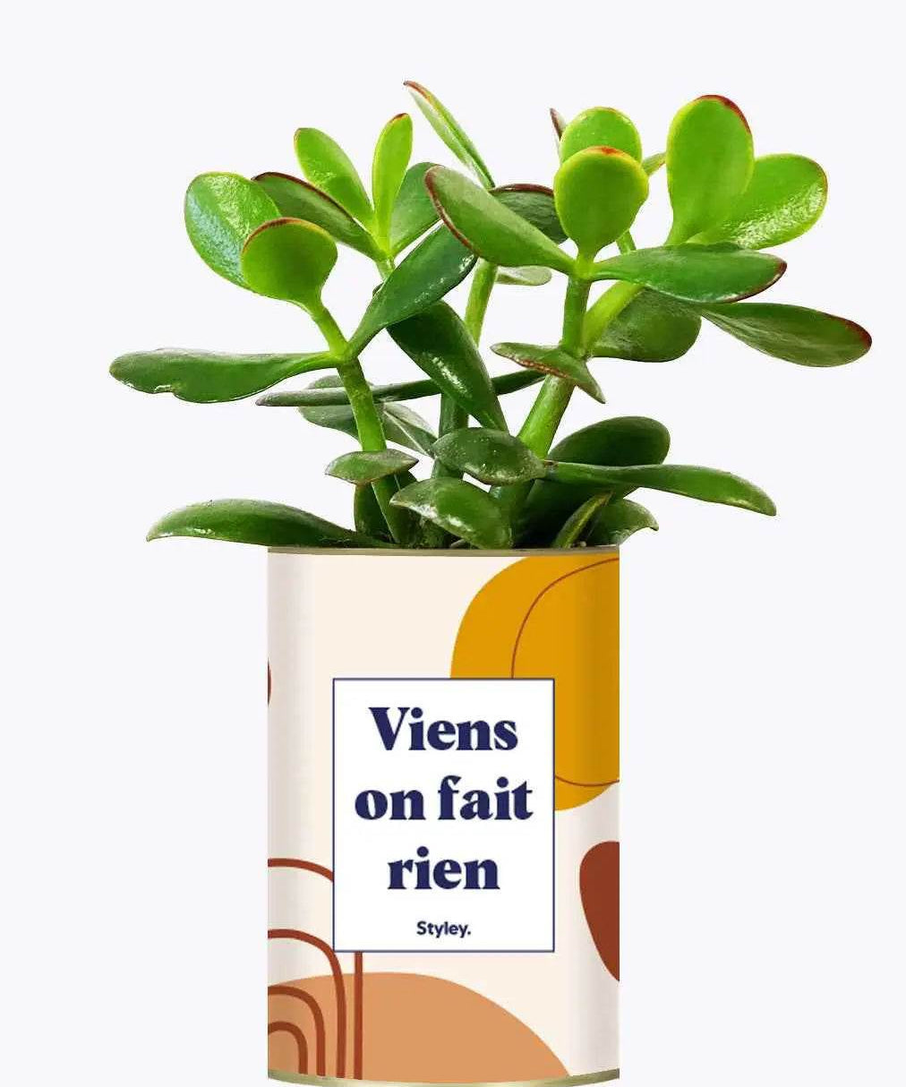 Viens on fait rien - Plante