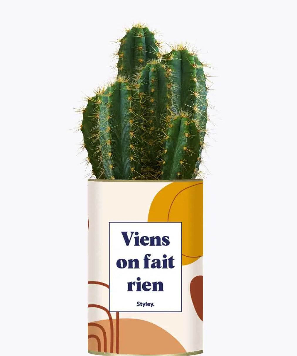 Viens on fait rien - Plante Cactus varié