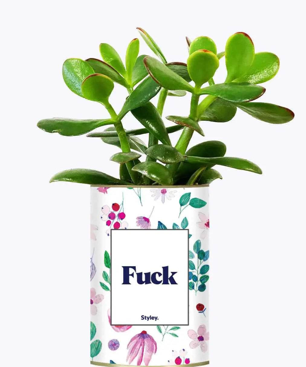 Fuck - Plante Crassula varié