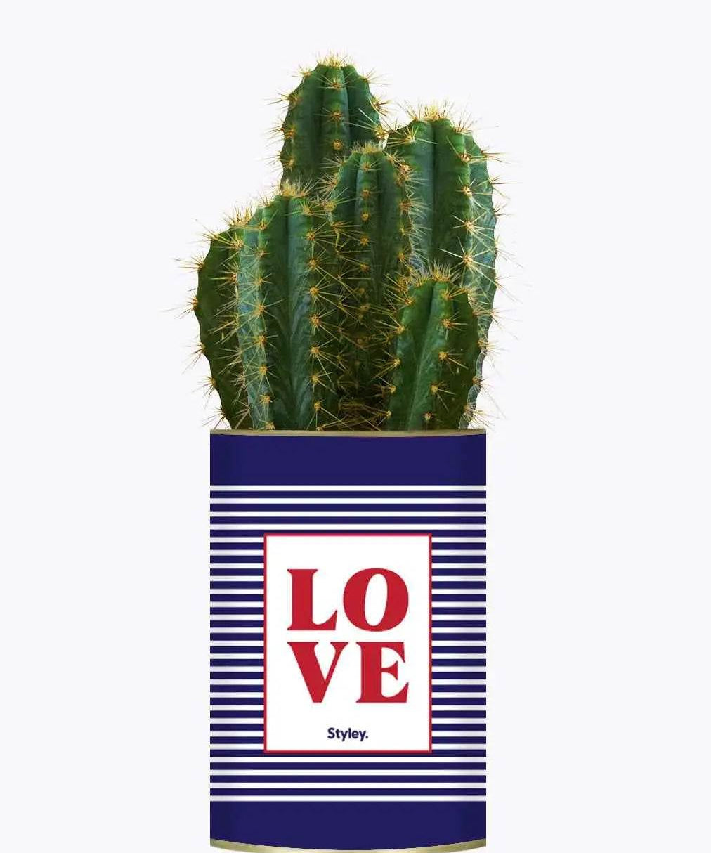 LOVE - Plante Cactus varié