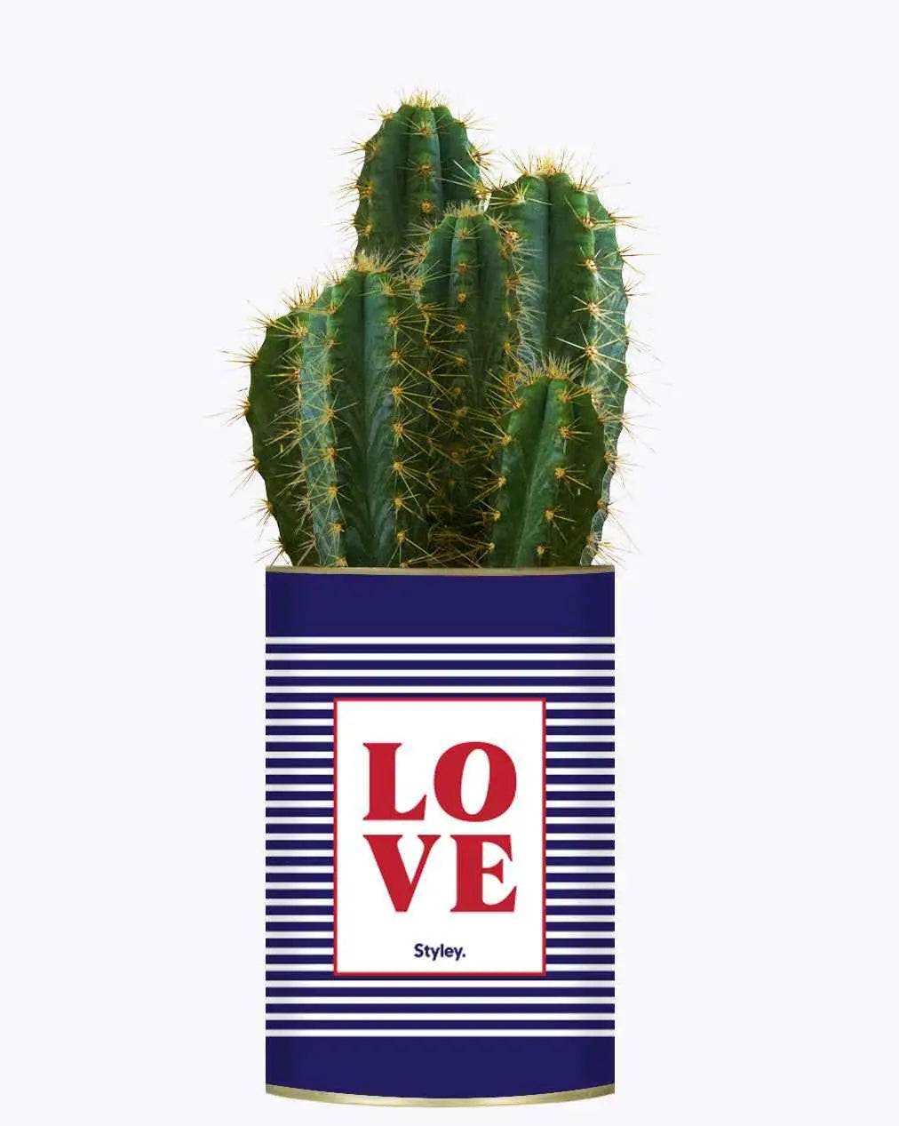 LOVE - Plante Cactus varié