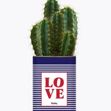 LOVE - Plante Cactus varié