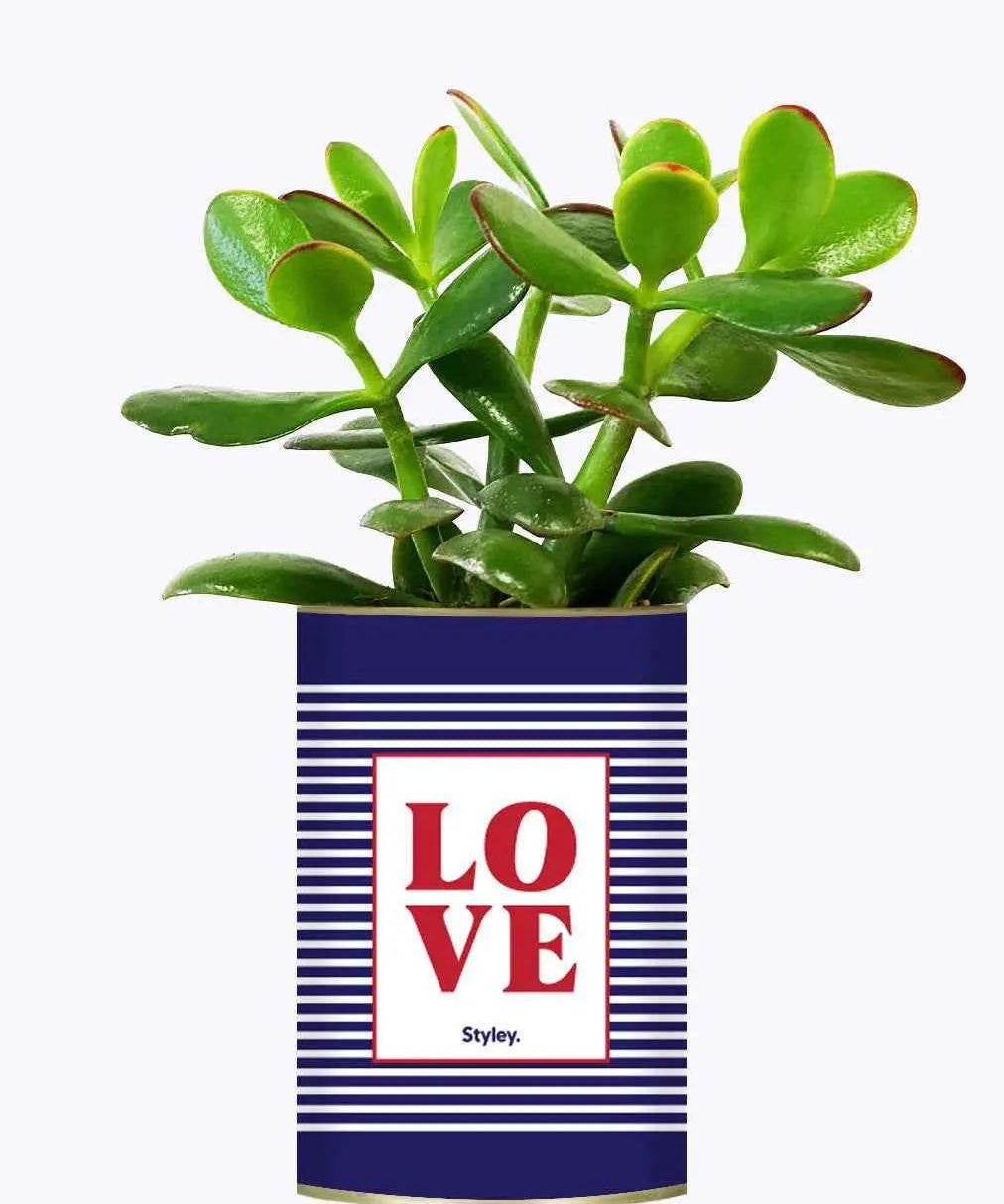LOVE - Plante Crassula varié