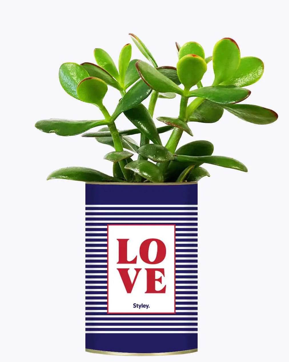 LOVE - Plante Crassula varié