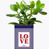 LOVE - Plante Crassula varié