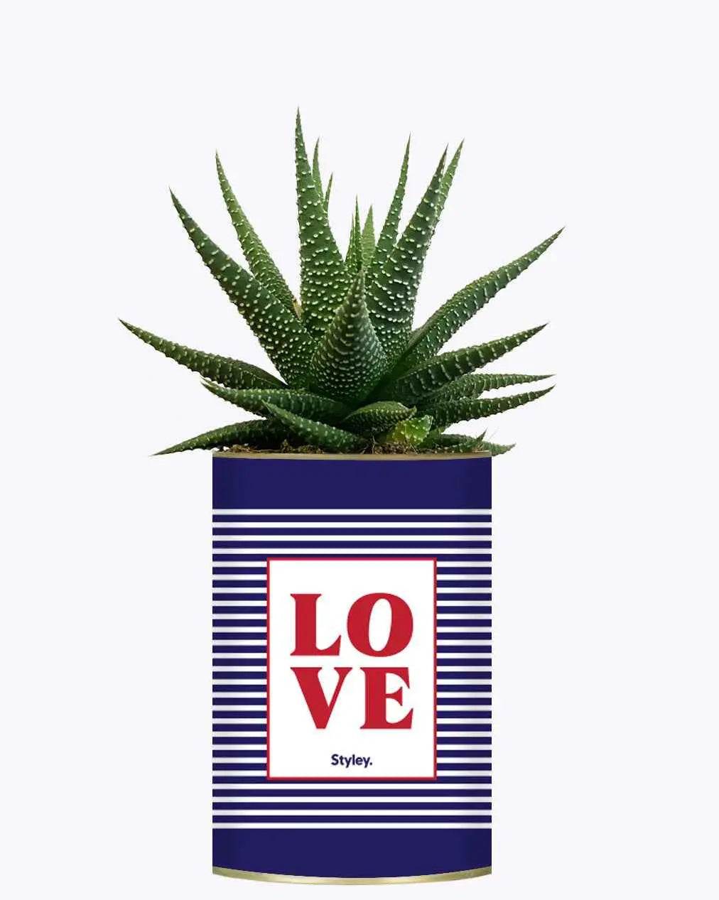 LOVE - Plante