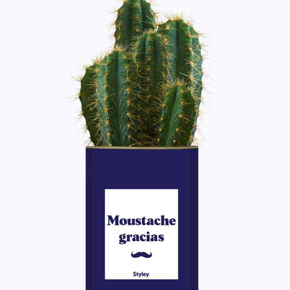 Moustache Gracias - Cactus