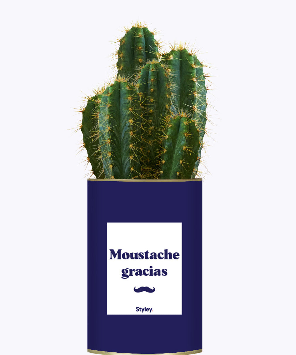 Moustache Gracias - Cactus