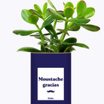 Moustache Gracias - Cactus