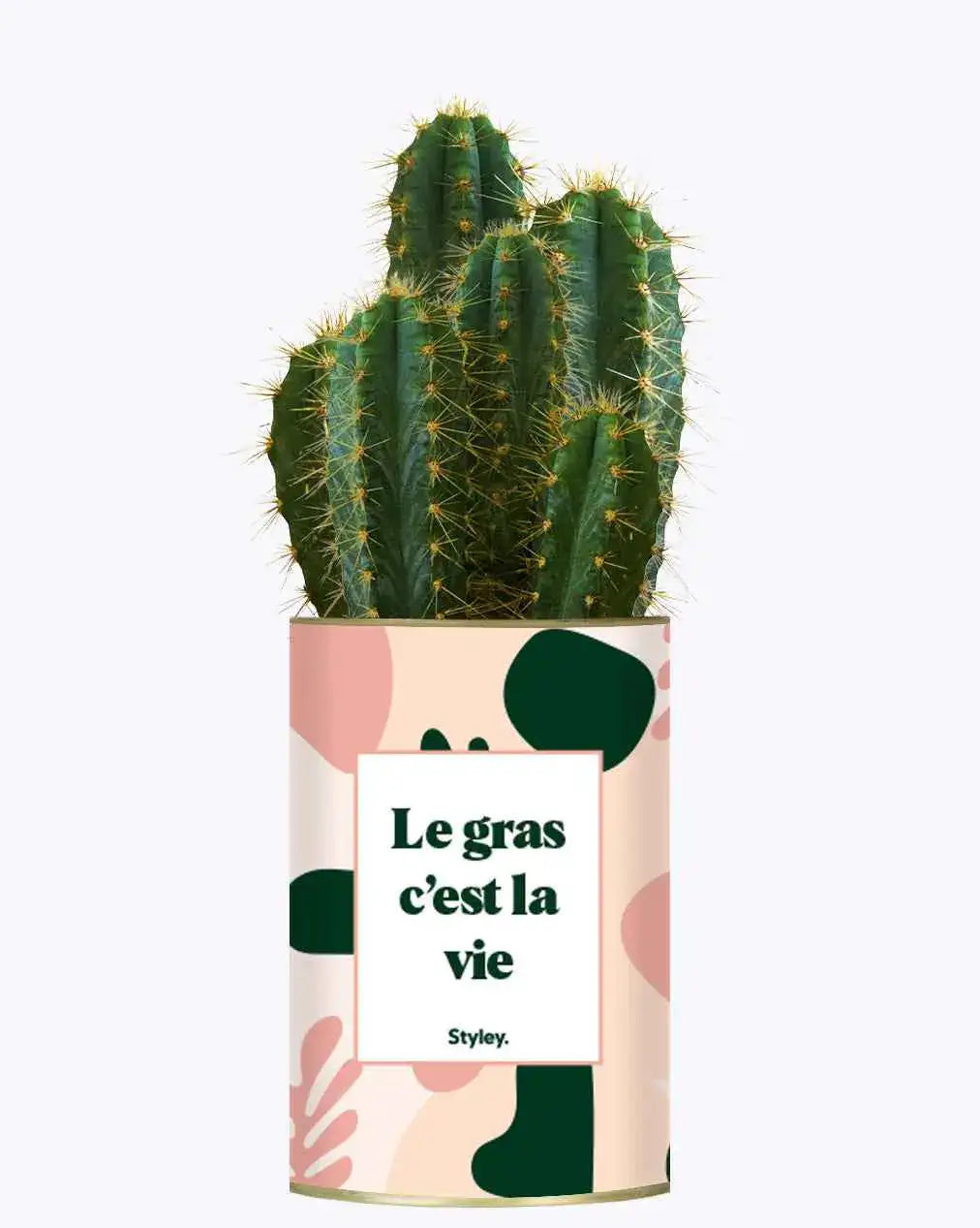 Le gras c'est la vie - Plante Cactus varié