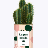 Le gras c'est la vie - Plante Cactus varié