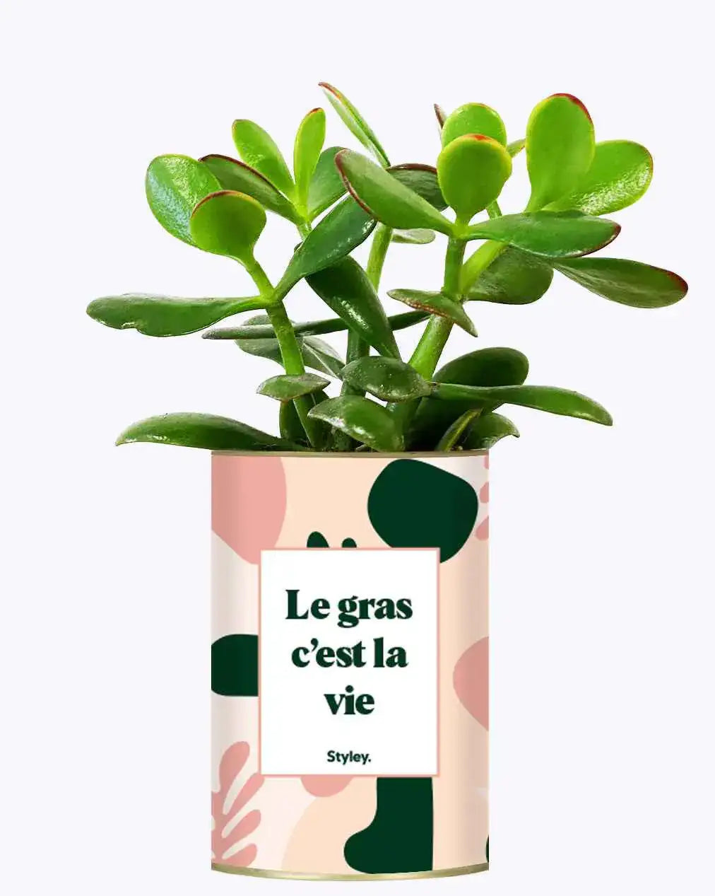 Le gras c'est la vie - Plante Crassula varié