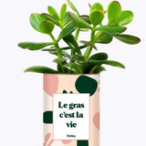Le gras c'est la vie - Plante Crassula varié