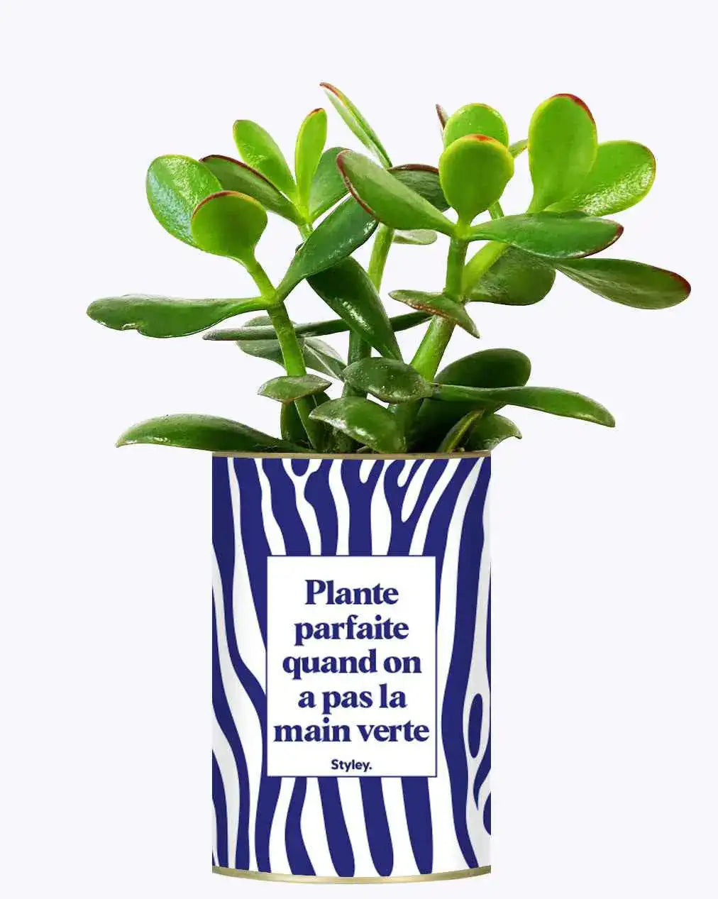 Plante parfaite quand on a pas la main verte - Plante Crassula varié