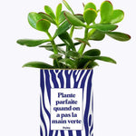 Plante parfaite quand on a pas la main verte - Plante Crassula varié