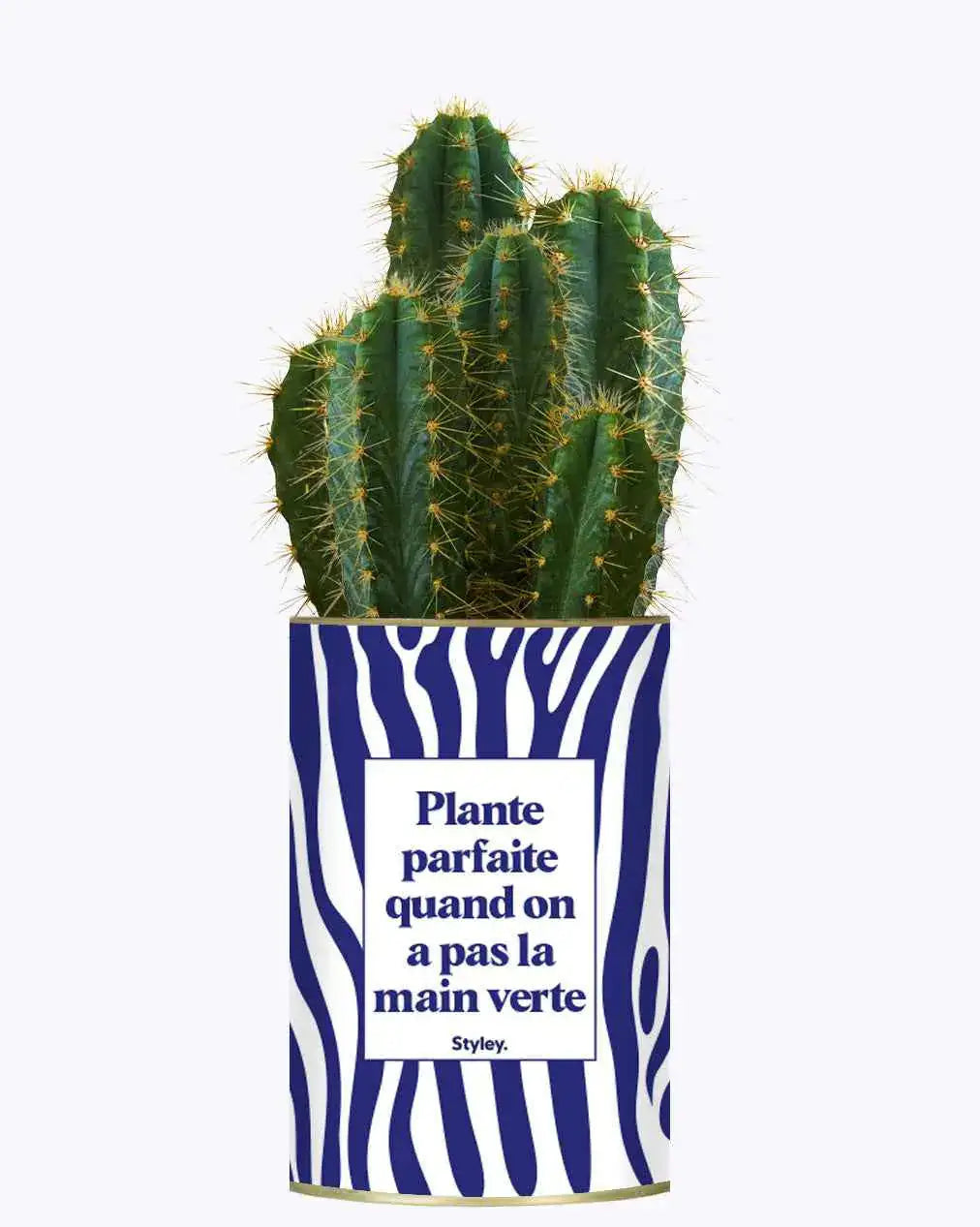 Plante parfaite quand on a pas la main verte - Plante Cactus varié
